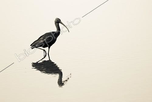 Biosphoto | 1987490 | Glossy Ibis in water - Yellow Water  Kakadu  Australia  | &copy; Anne Claire Monna / Biosphoto