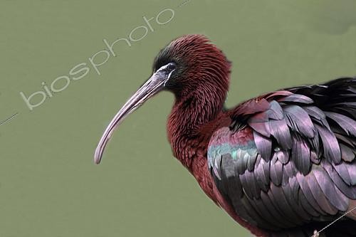 Biosphoto | 2136023 | Glossy Ibis (Plegadis falcinellus) portrait, Danube Delta, Romania | &copy; Jean Mayet / Biosphoto