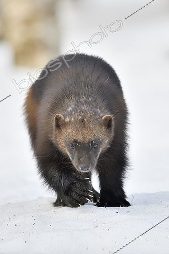 Biosphoto | 2428694 | Glouton (Gulo gulo) dans la neige en foret boréale, Finlande | &copy; Claude Balcaen / Biosphoto