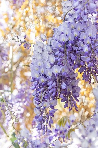 Biosphoto | 2557321 | Glycine de Chine (Wisteria sinensis) | &copy; Marie Aymerez / Biosphoto