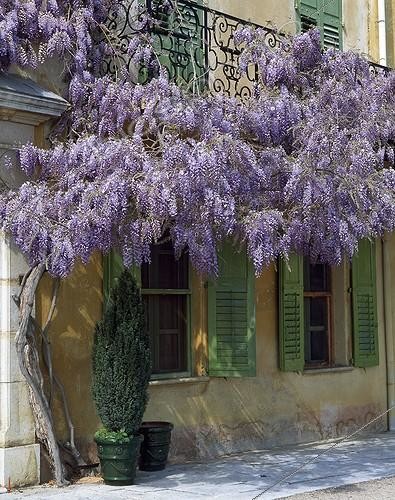Biosphoto | 640292 | Glycine en fleur accrochée à un balcon | &copy; Gilles Le Scanff & Joëlle-Caroline Mayer / Biosphoto