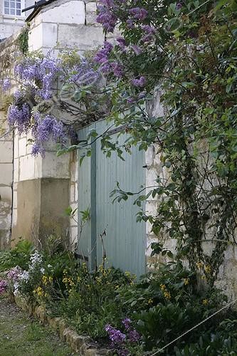 Biosphoto | 1442292 | Glycine en fleur sur la façade d'une maison | &copy; Patricia Méaille / Biosphoto