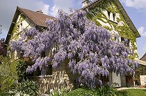 Biosphoto | 513865 | Glycine | &copy; Pascal Goetgheluck / Biosphoto