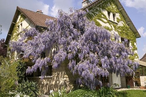 Biosphoto | 513865 | Glycine ; Glycine. Chine. Sur le mur d¹une maison. | &copy; Pascal Goetgheluck / Biosphoto