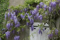 Biosphoto | 1153105 | Glycine palissée en fleur sur une façade de maison | &copy; H. Curtis / Biosphoto