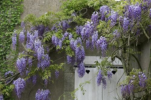 Biosphoto | 1153105 | Glycine palissée en fleur sur une façade de maison | &copy; H. Curtis / Biosphoto