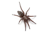 Biosphoto | 1251081 | Gnaphosa Spider on white background | &copy; Michel Gunther / Biosphoto