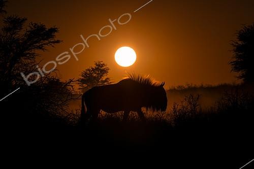 Biosphoto | 2081701 | Gnou à queue noire (Connochaetes taurinus) marchant sur une dune au lever du soleil, Kgalagadi, Afrique du Sud | &copy; Tonino De Marco / Biosphoto