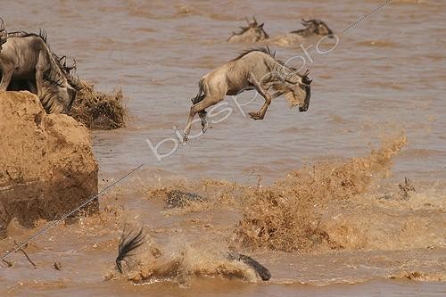 Biosphoto | 9223 | Gnous bleus sautant dans la rivière Mara Kenya | &copy; Jean-Michel Labat / Biosphoto