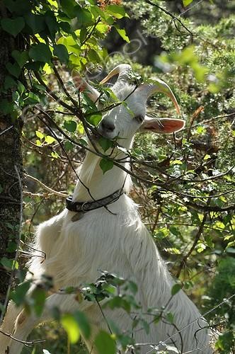 Biosphoto | 1934070 | Goat eating in a garden | &copy; Serge Lapouge / Biosphoto