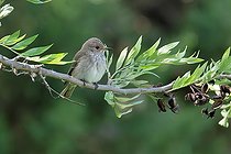 Biosphoto | 2585558 | Gobemouche gris (Muscicapa striata) sur une branche, Pyrénées-Orientales, France | &copy; Claude Balcaen / Biosphoto