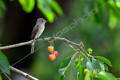 Biosphoto | 2601582 | Gobemouche gris (Muscicapa striata) sur une branche de cerisier, Hongrie | &copy; Régis Cavignaux / Biosphoto