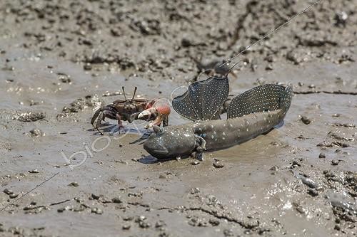 Biosphoto | 1992975 | Gobie Mutsugoro et Crabe sur la vase - Ile de Kyushu  Japon | &copy; Rémi Masson / Biosphoto