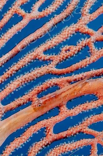 Biosphoto | 1900213 | Gobie sur Gorgone Indonésie | &copy; Fabien Michenet / Biosphoto