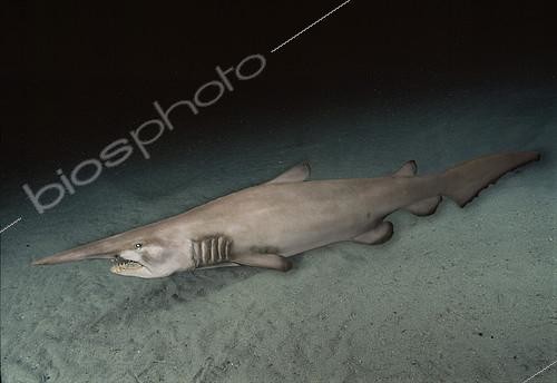 Biosphoto | 2074441 | Goblin Shark (Mitsukurina owstoni) on sandy bottom, Japan | &copy; Kelvin Aitken / Visual and Written - Photo Collection / Biosphoto
