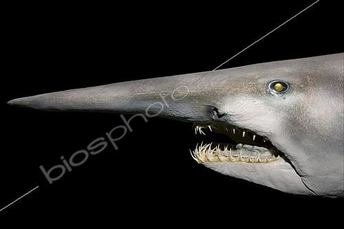 Biosphoto | 2074442 | Goblin Shark (Mitsukurina owstoni) Portrait showing narrow holding teeth designed to grip soft bodied prey such as squid and octopus | &copy; Kelvin Aitken / Visual and Written - Photo Collection / Biosphoto