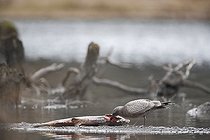 Biosphoto | 1254746 | Goéland argenté immature mangeant le cadavre d'un Saumon USA | &copy; Rémy Courseaux / Biosphoto