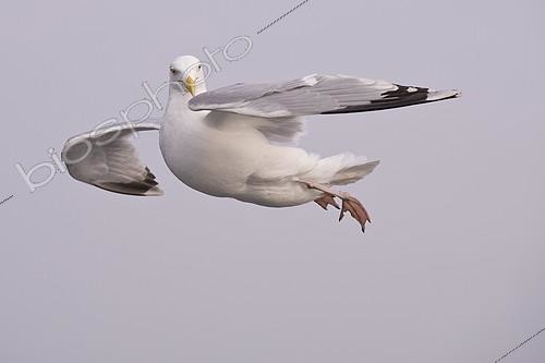 Biosphoto | 2413662 | Goéland argenté (Larus argentatus) en vol, Texel, Pays-Bas | &copy; Willi Rolfes / BIA / Biosphoto