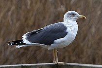 Biosphoto | 1250959 | Goéland brun d'Europe occidentale WWT Slimbridge Reserve RU | &copy; Michel Gunther / Biosphoto