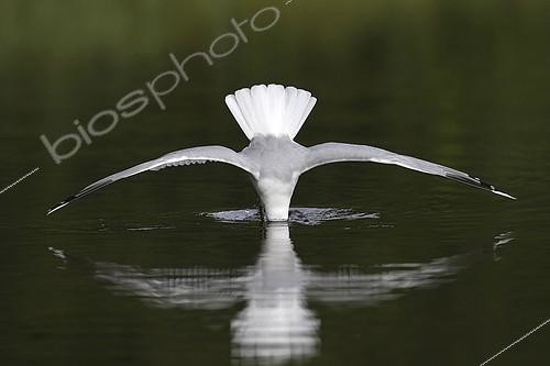 Biosphoto | 2126091 | Goéland cendré (Larus canus) plongeant | &copy; Anton Luhr / imageBROKER / Biosphoto