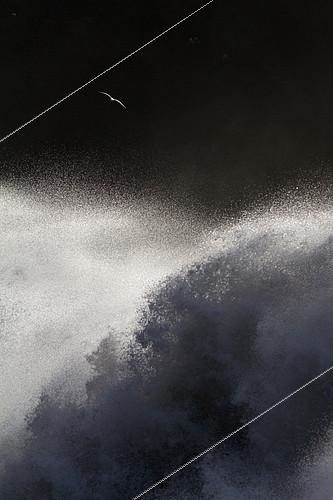 Biosphoto | 2087854 | Goéland (Larus sp) survolant l'océan déchaîné, Islande | &copy; Philippe Moës / Biosphoto
