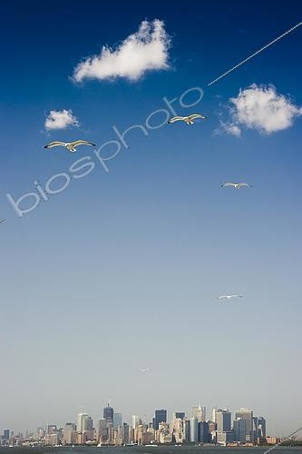 Biosphoto | 2457725 | Goélands en vol et skyline du centre-ville de Manhattan depuis le ferry de Staten Island, Manhattan, New York, USA | &copy; Daniel Schoenen / imageBROKER / Biosphoto