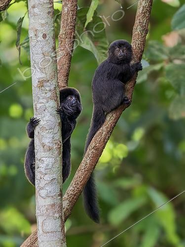 Biosphoto | 2608853 | Goeldi's Marmoset (Callimico goeldii), adult and young, Madre de Dios, Peru | © Ignacio Yufera / Biosphoto