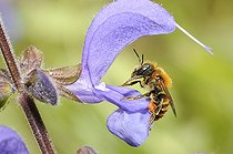 Biosphoto | 2051252 | Gold-fringed Mason Bee (Osmia aurulenta) female on Sage (Salvia pratensis), 2015 May 23, Northern Vosges Regional Nature Park, France, ranked World Biosphere Reserve by UNESCO, France | &copy; Michel Rauch / Biosphoto
