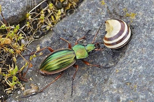 Biosphoto | 2091051 | Golden beetle (Carabus auratus) and shell Snail, France | &copy; Frank Deschandol & Philippe Sabine / Biosphoto
