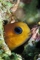 Biosphoto | 981095 | Golden Blenny looks out of Cave, Ras Mohammed, Sinai, Red Sea, Egypt | &copy; Borut Furlan / WaterFrame / Biosphoto