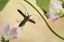 Biosphoto | 1181972 | Golden-bloomed Grey Longhorn Beetle | &copy; André Skonieczny / imageBROKER / Biosphoto