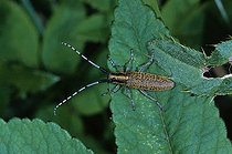 Biosphoto | 1448950 | Golden-bloomed Grey Longhorn Beetle (Agapanthia villosoviridescens) | &copy; Hans Lang / imageBROKER / Biosphoto