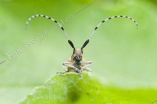 Biosphoto | 1898785 | Golden-bloomed Grey Longhorn on leaf in forest France  | &copy; Stéphane Vitzthum / Biosphoto