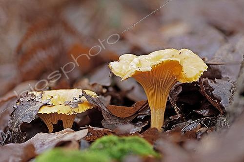 Biosphoto | 2511195 | Golden chanterelles (Cantharellus cibarius), edible species. Gers, France | &copy; Christophe Florin / Biosphoto