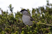 Biosphoto | 1448933 | Golden-crowned Sparrow (Zonotrichia atricapilla) with insects in its beak, Chilkoot Trail, British Columbia, Canada, North America | &copy; Stefan Wackerhagen / imageBROKER / Biosphoto