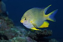 Biosphoto | 1498820 | Golden Damselfish (Amblyglyphidodon aureus) Bali, island, Lesser Sunda Islands, Bali Sea, Indonesia, Indian Ocean, Asia | &copy; Norbert Probst / imageBROKER / Biosphoto