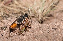 Biosphoto | 2453773 | Golden digger wasp (Sphex funerarius) dragging a grasshopper towards its gallery, Vosges du Nord Regional Nature Park, France | &copy; Michel Rauch / Biosphoto