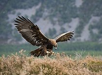 Biosphoto | 1200020 | Golden Eagle (Aquila chrysaetos) | &copy; Horst Jegen / imageBROKER / Biosphoto