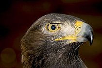 Biosphoto | 1458479 | Golden eagle (Aquila chrysaetos) | &copy; Alfred Schauhuber / imageBROKER / Biosphoto