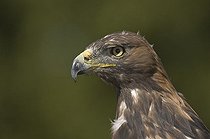 Biosphoto | 1463380 | Golden eagle (Aquila chrysaetos) | &copy; Horst Jegen / imageBROKER / Biosphoto