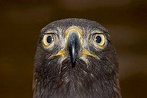 Biosphoto | 1482097 | Golden eagle (Aquila chrysaetos) | &copy; Alfred Schauhuber / imageBROKER / Biosphoto