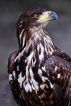 Biosphoto | 1487676 | Golden Eagle (Aquila chrysaetos) | &copy; Ricardo Demurez / imageBROKER / Biosphoto