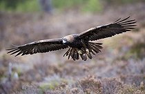Biosphoto | 1493179 | Golden Eagle (Aquila chrysaetos) | &copy; Horst Jegen / imageBROKER / Biosphoto