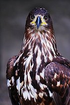 Biosphoto | 1507413 | Golden Eagle (Aquila chrysaetos) | &copy; Ricardo Demurez / imageBROKER / Biosphoto