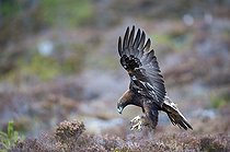 Biosphoto | 1518730 | Golden Eagle (Aquila chrysaetos) | &copy; Horst Jegen / imageBROKER / Biosphoto
