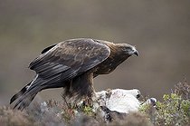 Biosphoto | 1518994 | Golden Eagle (Aquila chrysaetos) | &copy; Horst Jegen / imageBROKER / Biosphoto