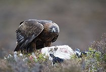 Biosphoto | 1522317 | Golden Eagle (Aquila chrysaetos) | &copy; Horst Jegen / imageBROKER / Biosphoto
