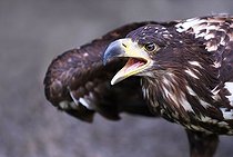 Biosphoto | 1522805 | Golden Eagle (Aquila chrysaetos) | &copy; Ricardo Demurez / imageBROKER / Biosphoto
