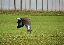 Biosphoto | 1501518 | Golden Eagle, Aquila chrysaetos, Bavaria, Germany | &copy; Dieter Hopf / imageBROKER / Biosphoto