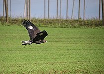 Biosphoto | 1521538 | Golden Eagle, Aquila chrysaetos, Bavaria, Germany | &copy; Dieter Hopf / imageBROKER / Biosphoto